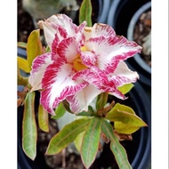 POKOK BUNGA ADENIUM DENGAN ID ORIGIN THAILAND (1st COME 1st SERVE) TIADA PASU