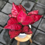 Aglaonema red anjamani / Aglonema red anjamani florist n kuygre 9329lp