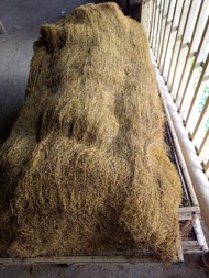 Daun Talas Beneng kering 500 gram standar