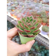 FT live succulent 香槟 6cm+-