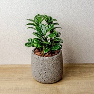 金璽金錢樹 圓點灰小水泥盆栽 開幕盆栽推薦 桌上盆栽 送禮