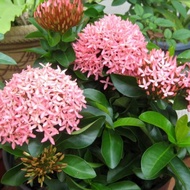 Anak Pokok Ixora Rose / Ixora Chinensis / Bunga Xian dan [Pink]