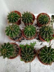 八卦紅【會開花的仙人掌】 [兩吋圓盆 ][缺貨]