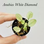Anubias White Diamond (Emerse) Rare - Live Aquarium Aquatic Plant