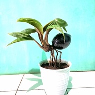 bonsai kelapa unik tanaman