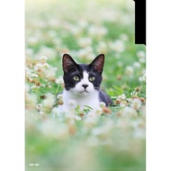 [Taipei City Stray Cat Protection Association] < God Costco Peanuts > Double-Layer L Clip/White Flow