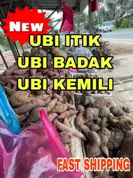 ANEKA UBI ITIK 1KG / UBI BADAK / UBI KEMILI / KACANG POI