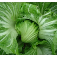 isi paket: 50 Benih Sawi Mustard Head Lettuce Glory Sayuran Pahit -moezzagarden