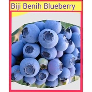 READY STOCK [ Blueberry Tree Seeds Bibit Seeds Fruit Benih Pokok Bunga Hidup Bonsai] Benih BLUEBERRY