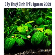 Betel Iguazu 2009 Specializes in Ornamental Shrimp - Colored Shrimp District 3