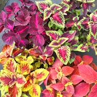 เมล็ดฤาษีผสม คุณภาพดี ราคาถูก บอนสี 100 เมล็ด เมล็ดพันธุ์ Mix Color Coleus Seeds บอนสีหายาก ต้นไม้มงคล ต้นไม้ฟอกอากาศ