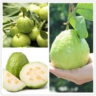 Anak Pokok Jambu Batu Tanpa biji ( Seedless Guava) Anak Pokok Tanaman Benih Garden Seed Seeds Guava seeds live plants outdoor air plants live benih pokok buah garden decoration landscape bonsai tree live benih bunga keladi Others