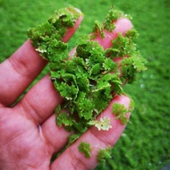 Mosquito fern/Azolla (Aquatic plant)