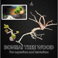 Bonsai tree / mini tree woods for aquarium and terrarium