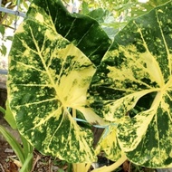 ALOCASIA NEW GUINEA GOLD / / 916 EMAS ✨✨Special Offer✨✨