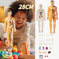 Human Body Anatomy/ Model Doctor Toys Skull Toys / Human Organs/ Educational Medical Toys Body Organ