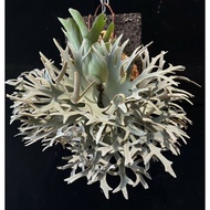 Platycerium OMG x NANO Sporeling 26 Jan 26