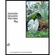 💯🔥 COLOCASIA PINK CHINA 💯🔥 READY STOK.