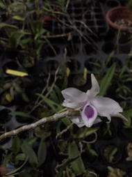 【芃程蘭舍】Den. anosmum f. semi-alba”大欣” 粉色檀香石斛 2吋 扦插苗