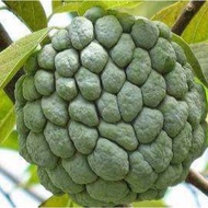 Baja Pokok Buah Nona 1kg