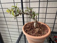 娜娜乳香 BOSWELLIA NANA