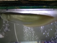 Ikan Arwana Arowana Silver 45 cm