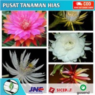 Paket 5 Bunga Wijaya Kusuma - Wijaya Kusuma Merah - Tanaman Wijaya Kusuma - Bibit