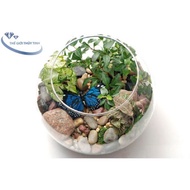 Glass Fish Tank Aquarium D17CM * H13CM T11