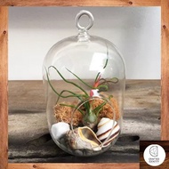 Urban Jungle S-ll Terrarium Kit