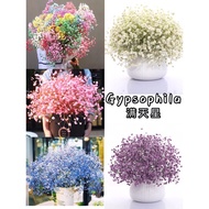 Ready Stock Flower Seed Gypsophila Biji Bernih Gypsophila花种子满天星
