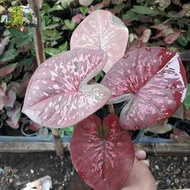 tanaman caladium thailand darkcoco/ keladi Thailand bibit