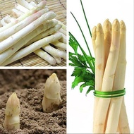 10 Plant Seeds เมล็ดพันธุ์ หน่อไม้ฝรั่ง White Asparagus Seeds มีคู่มือพร้อมปลูก อัตรางอก 80-85%