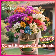 100% Original 100pcs Mixed Color Bonsai Bougainvillea Seeds for Planting Flowers Rare Bougainvillea 