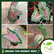 LIVE PLANT | Caladium Red &amp; Thai Beauty with pot