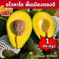 Kaidee  จัดส่งฟรี‼️(1KG) อโวคาโด้  avocado พันธุ์พื้นเมือง อโวคาโด้ อโวคาโด อะโวคาโด้ อะโวคาโด แฮสรา