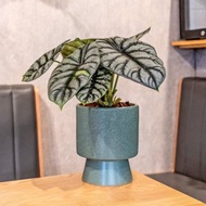 銀龍觀音蓮小盆栽 5寸高腳綠色花盆 桌上型室內植物推薦