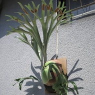 Platycerium Alcicorne Madagascar/Vassei