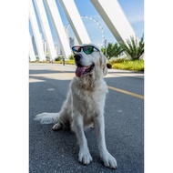 Khaki Shades ACTIVE Series - Dog Walking Shades