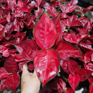 [INDOOR PLANT] Aglaonema Beautiful Lady / Aglaonema Lady Valentine /吉祥红颜Calathea Eclipse/Dottie /Gol