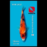 Ikan Koi Showa Import Impor Jepang Dainichi Sertifikat Serty Hologram