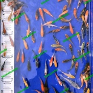 Promo Paket Bibit Ikan Koi Mix Import 3-6cm Minimal 100 Ekor/Koi Fish