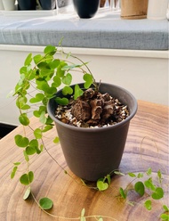 南非龜甲龍 (Dioscorea elephantipes) (塊根.定植.珍貴植物.連盆）