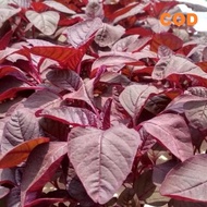 BAYAR DI TEMPAT - 600pcs bibit / benih / Biji BAYAM MERAH / BAYAM CABUT / BAYAM RED / bayam - Seeds 