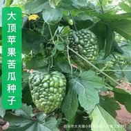 Big Ding Bitter Gourd Seeds Fresh Fresh Fruit Bitter Gourd Balcony Potted Plants Four Seasons Sowing