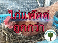 ไข่เชื้อสำหรับนำไปฟัก ไก่ไข่สายพันธุ์แท้ โรดไอแลนด์เรดอเมริกัน เซ็ท 10 ใบ 189 บาท (ร้านออนไลน์เปิดให