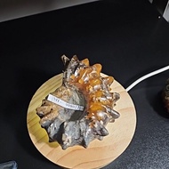 Ammonite Madagascar Rough HQ Original
