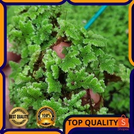 AZOLLA TEBAL PREMIUM GRED A 🔥(TINGGI KANDUNGAN PROTEIN)🔥.MAKANAN TERNAKAN