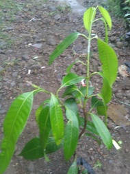 Bibit Tanaman Buah Gandaria Jatake Pohon Buah Gandaria