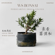 Podocarpus small leave breed wired trunk 雀舌罗汉松 主杆有造型