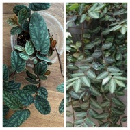 KERATAN pokok Watermaloon Begonia